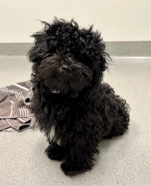 Shelter Stray Male Dog last seen DOLORES PARK, 1419 Bryant St, San Francisco, CA 94103, USA