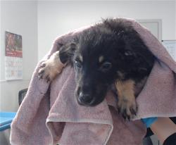 Shelter Stray Female Dog last seen Near BLOCK MISSION, 1419 Bryant St, San Francisco, CA 94103, USA