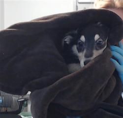 Shelter Stray Female Dog last seen Near BLOCK MISSION, 1419 Bryant St, San Francisco, CA 94103, USA