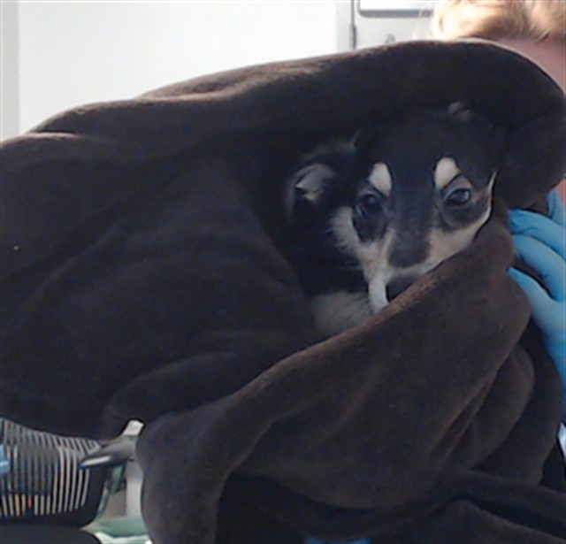 Shelter Stray Female Dog last seen Near BLOCK MISSION, 1419 Bryant St, San Francisco, CA 94103, USA