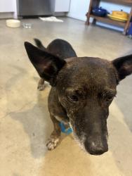 Found/Stray Male Dog last seen Lomo Del Sur and Resmar, La Mesa, CA 91941