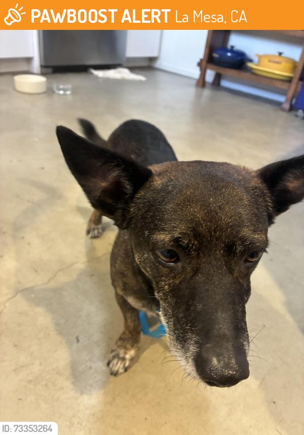 Found/Stray Male Dog last seen Lomo Del Sur and Resmar, La Mesa, CA 91941