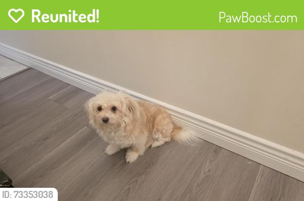 Reunited Female Dog last seen Last seen around Nelson Street, Burnaby, BC V5J 1N2