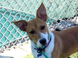 Shelter Stray Female Dog last seen , 2481 Palomar Airport Rd, Carlsbad, CA 92011, USA