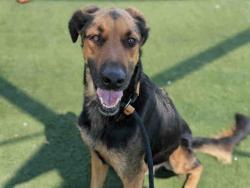 Shelter Stray Male Dog last seen , 2481 Palomar Airport Rd, Carlsbad, CA 92011, USA
