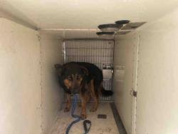 Shelter Stray Male Dog last seen HAWTHORNE, 2481 Palomar Airport Rd, Carlsbad, CA 92011, USA