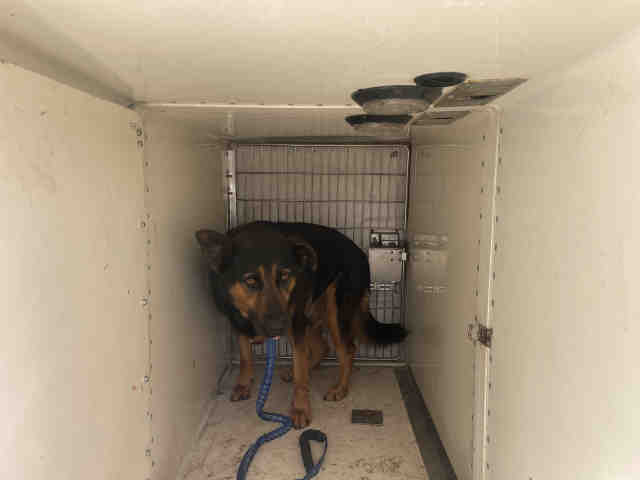 Shelter Stray Male Dog last seen HAWTHORNE, 2481 Palomar Airport Rd, Carlsbad, CA 92011, USA