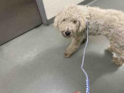 Shelter Stray Male Dog last seen SLEEPY HOLLOW, 2481 Palomar Airport Rd, Carlsbad, CA 92011, USA