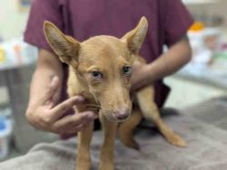 Shelter Stray Male Dog last seen HWY76 & HORSE RANCH CREEK ROAD, 2481 Palomar Airport Rd, Carlsbad, CA 92011, USA
