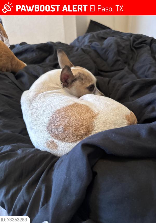 Lost Female Dog last seen Montwood dr, El Paso, TX 79938