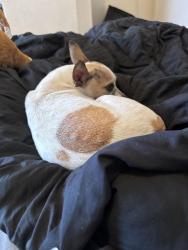 Lost Female Dog last seen Montwood dr, El Paso, TX 79938