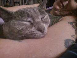 Lost Female Cat last seen Boise High school, Boise, ID 83702