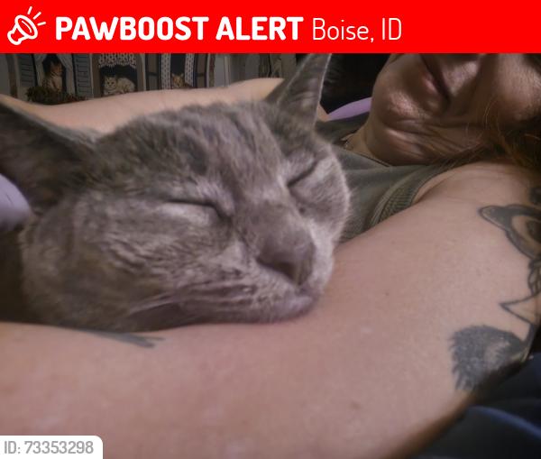 Lost Female Cat last seen Boise High school, Boise, ID 83702