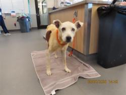 Shelter Stray Female Dog last seen Near BLOCK W ATLANTIS WAY, 5501 E Van Buren St, Phoenix, AZ 85008, USA