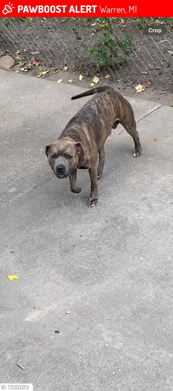 Lost Male Dog last seen Ryan Rd Chatterton school, Warren, MI 48093