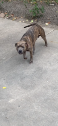 Lost Male Dog last seen Ryan Rd Chatterton school, Warren, MI 48093