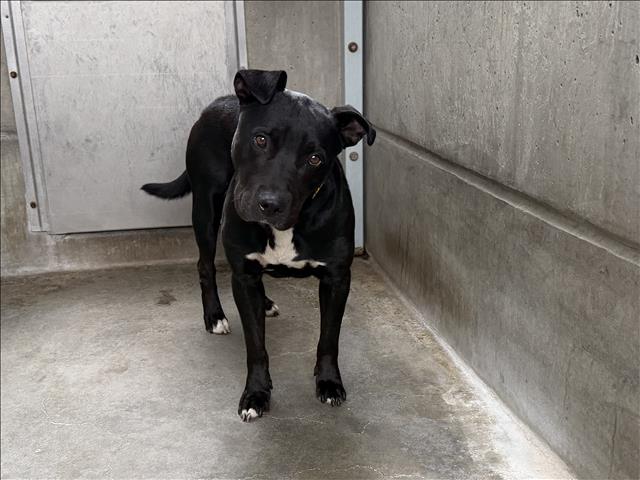 Shelter Stray Male Dog last seen , 957 N Gaffey St, San Pedro, CA 90731, USA