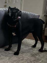 Reunited Male Dog last seen Spring Meadow Park in Boiling Springs, Boiling Springs, PA 17007