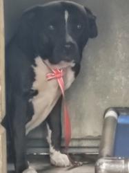 Shelter Stray Female Dog last seen , 957 N Gaffey St, San Pedro, CA 90731, USA