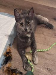 Shelter Stray Female Cat last seen Near BLOCK NATIONAL AVE, MECCA CA 92254, 72050 Pet Land Pl, Thousand Palms, CA 92276, USA