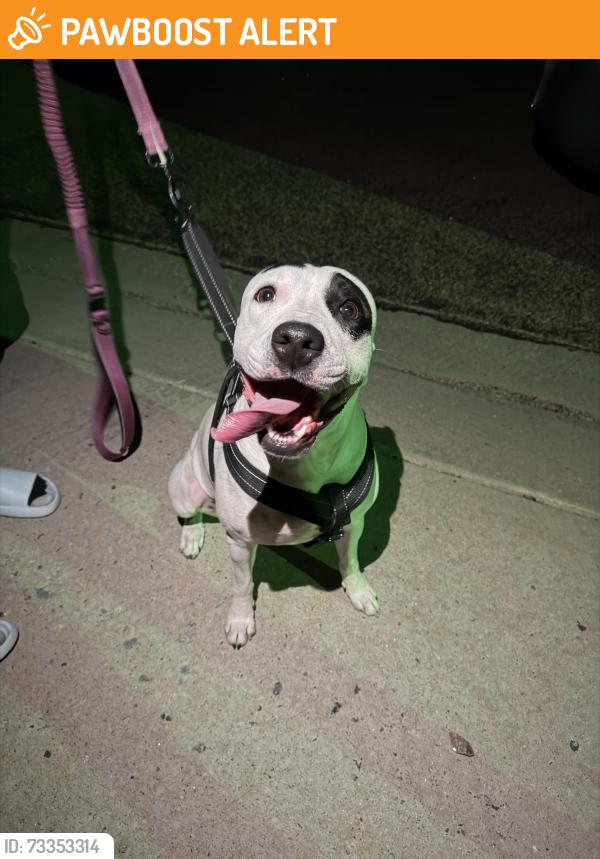 Found/Stray Female Dog last seen Marksheffel and Constitution, Colorado Springs, CO 80951