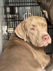 Shelter Stray Male Dog last seen Near Athens avenue, Atlanta, GA, 1251 Fulton Industrial Blvd NW, Atlanta, GA 30336, USA
