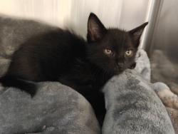 Shelter Stray Male Cat last seen Near Moore St SW 98284, Sedro-Woolley, WA, 18911 Kelleher Rd, Burlington, WA 98233, USA