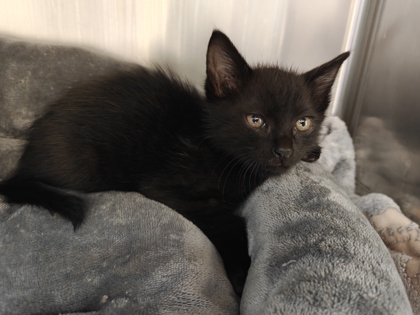 Shelter Stray Male Cat last seen Near Moore St SW 98284, Sedro-Woolley, WA, 18911 Kelleher Rd, Burlington, WA 98233, USA