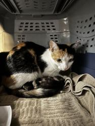 Shelter Stray Female Cat last seen Near Block of EE 7th Street, KCMO 64124, 64124, MO, 7077 Elmwood Ave, Kansas City, MO 64132, USA
