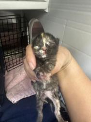 Shelter Stray Female Cat last seen Near Block of EE 7th Street, KCMO 64124, 64124, MO, 7077 Elmwood Ave, Kansas City, MO 64132, USA