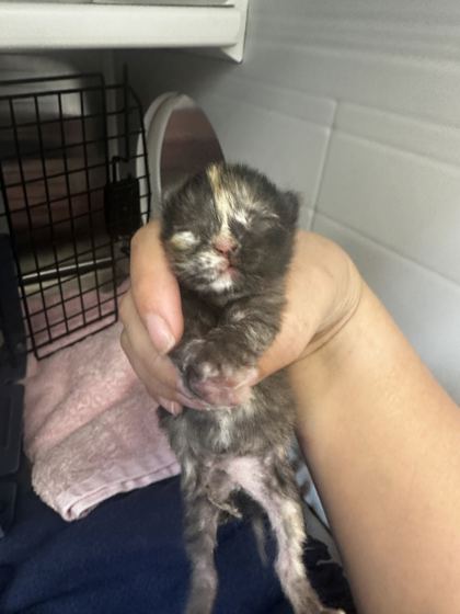 Shelter Stray Female Cat last seen Near Block of EE 7th Street, KCMO 64124, 64124, MO, 7077 Elmwood Ave, Kansas City, MO 64132, USA