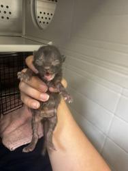 Shelter Stray Female Cat last seen Near Block of EE 7th Street, KCMO 64124, 64124, MO, 7077 Elmwood Ave, Kansas City, MO 64132, USA