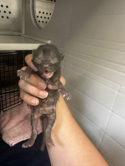 Shelter Stray Female Cat last seen Near Block of EE 7th Street, KCMO 64124, 64124, MO, 7077 Elmwood Ave, Kansas City, MO 64132, USA