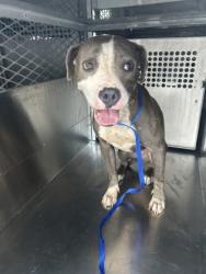 Shelter Stray Female Dog last seen Near Summerwood Dr, South District, TX, 355 Hillshire Dr, Haslet, TX 76052, USA