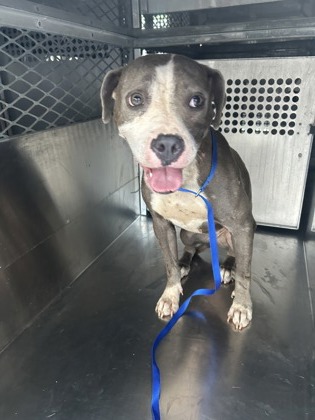Shelter Stray Female Dog last seen Near Summerwood Dr, South District, TX, 355 Hillshire Dr, Haslet, TX 76052, USA