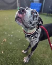 Shelter Stray Female Dog last seen Near Raymonn Ave, 21213, MD, 2490 Giles Rd, Baltimore, MD 21225, USA