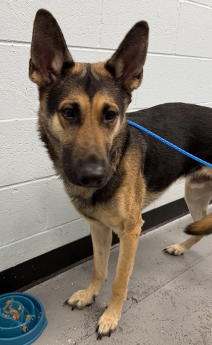 Shelter Stray Male Dog last seen PRAIRIE CITY RD at BLUE RAVINE RD, Folsom, CA, 6201 Florin Perkins Rd, Sacramento, CA 95828, USA