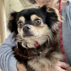 Shelter Stray Male Dog last seen Near 20th av, Oakland, CA, 1101 29th Ave, Oakland, CA 94601, USA