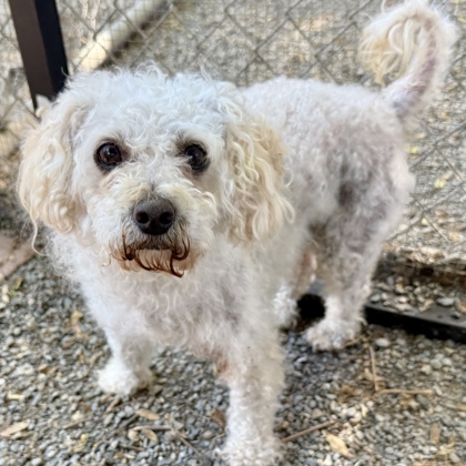Shelter Stray Male Dog last seen 18th St and Market St, Oakland, CA, 1101 29th Ave, Oakland, CA 94601, USA
