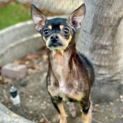 Shelter Stray Female Dog last seen Near 35th ave, Oakland, CA, 1101 29th Ave, Oakland, CA 94601, USA