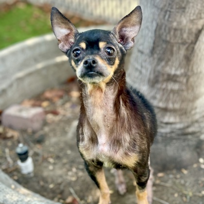 Shelter Stray Female Dog last seen Near 35th ave, Oakland, CA, 1101 29th Ave, Oakland, CA 94601, USA