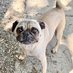Shelter Stray Male Dog last seen Near lewis st, Oakland, CA, 1101 29th Ave, Oakland, CA 94601, USA