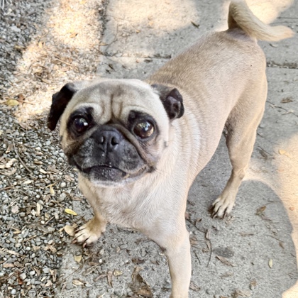 Shelter Stray Male Dog last seen Near lewis st, Oakland, CA, 1101 29th Ave, Oakland, CA 94601, USA