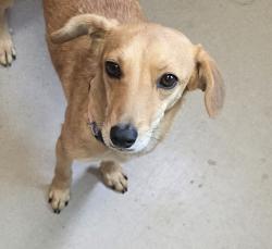Shelter Stray Female Dog last seen Near Bostonia Street, El Cajon, CA, 92021, El Cajon, CA 92020, USA