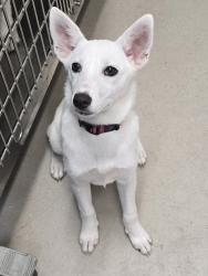 Shelter Stray Female Dog last seen Near Bostonia Street, El Cajon, CA, 92021, El Cajon, CA 92020, USA
