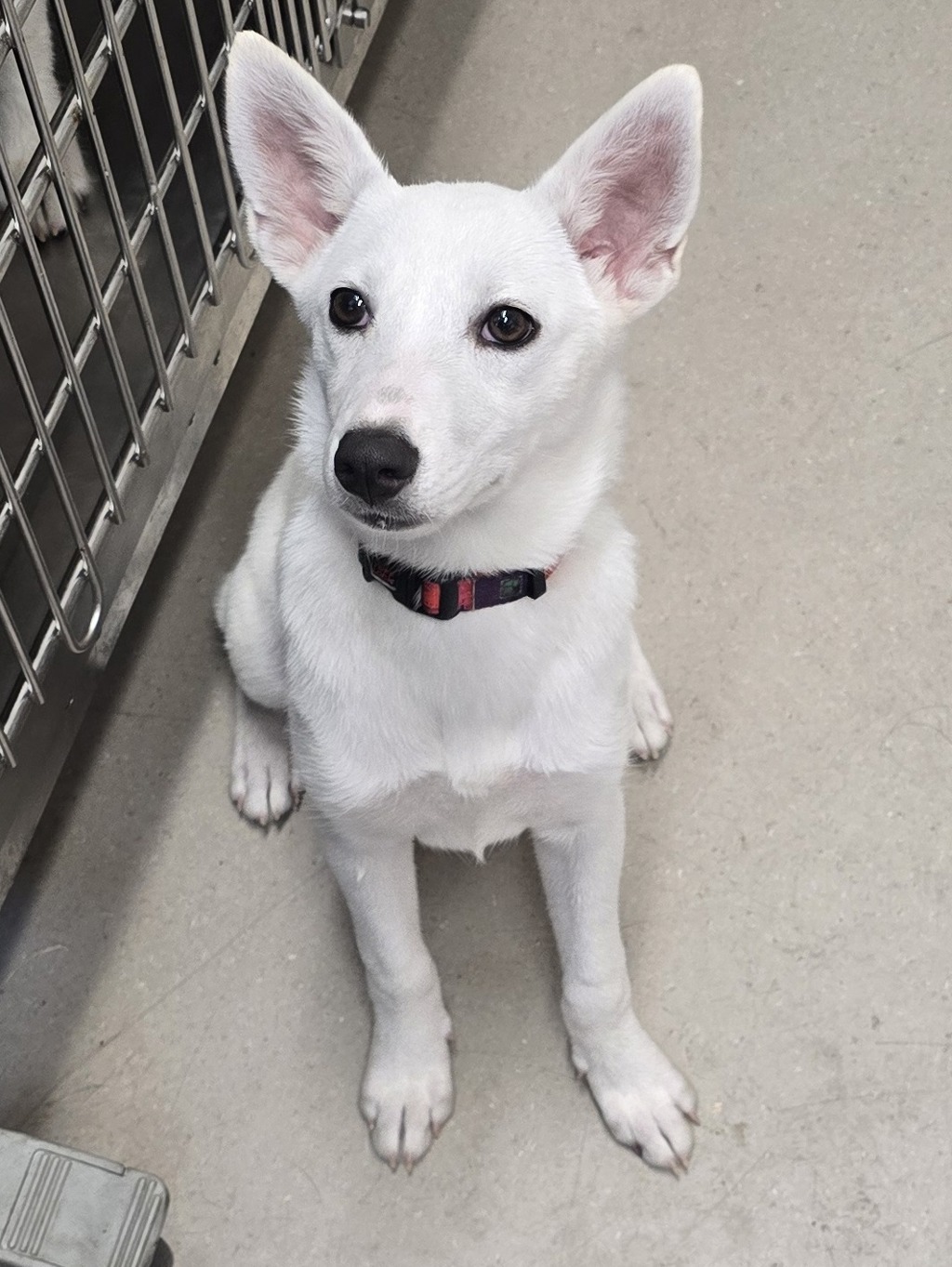 Shelter Stray Female Dog last seen Near Bostonia Street, El Cajon, CA, 92021, El Cajon, CA 92020, USA