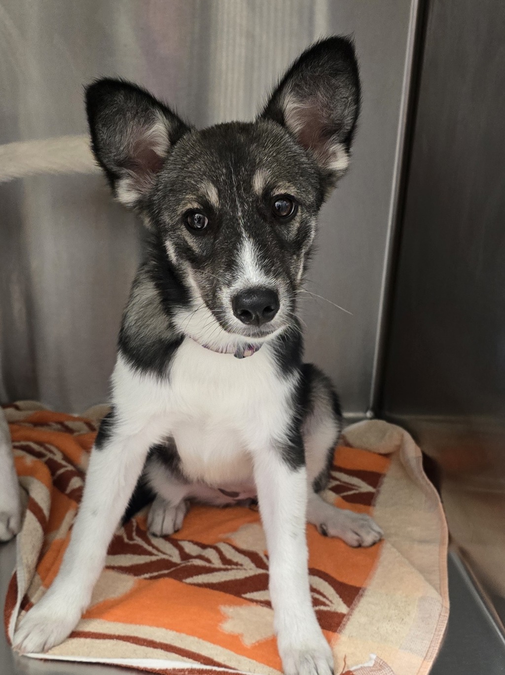 Shelter Stray Female Dog last seen Near Bostonia Street, El Cajon, CA, 92021, El Cajon, CA 92020, USA