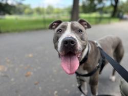 Shelter Stray Male Dog last seen Near Fteley Avenue, BRONX, NY, 10473, 326 E 110th St, New York, NY 10029, USA