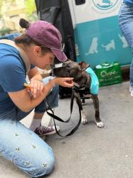 Shelter Stray Female Dog last seen W 34th Street, NEW YORK, NY, 10001, 326 E 110th St, New York, NY 10029, USA