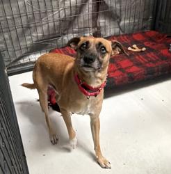 Shelter Stray Male Dog last seen Point Loma Boulevard, San Diego, CA, 92107, 5500 Gaines St, San Diego, CA 92110, USA